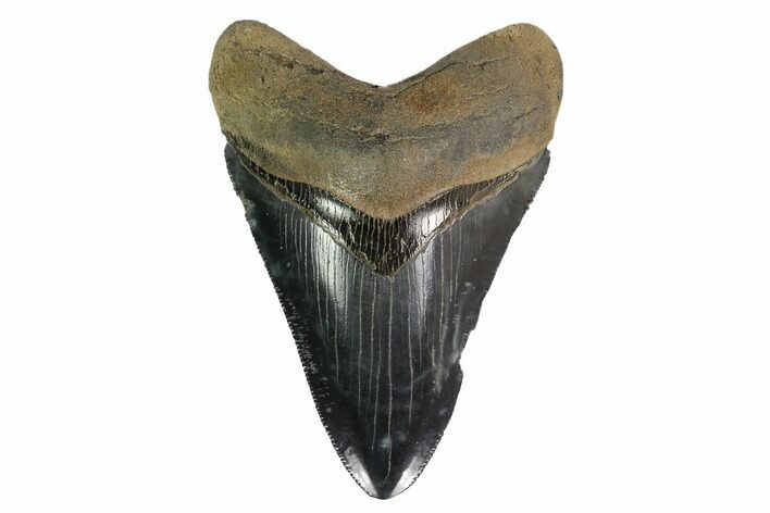 Serrated, Fossil Megalodon Tooth - Great Color #145420